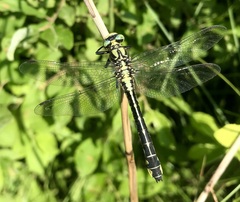 Gomphus vulgatissimus