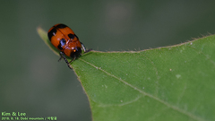 Physosmaragdina nigrifrons