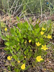Villarsia capensis