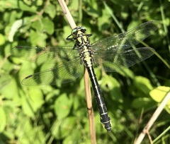 Gomphus vulgatissimus