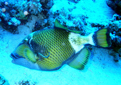 Balistoides viridescens