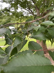Zelkova serrata