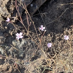 Epilobium brachycarpum