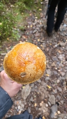 Leccinum versipelle