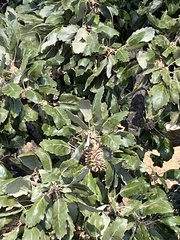 Quercus ithaburensis