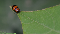 Physosmaragdina nigrifrons