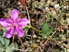 Geranium caespitosum