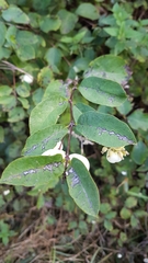 Symphoricarpos
