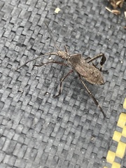 Leptoglossus oppositus
