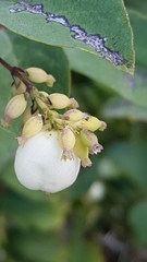 Symphoricarpos