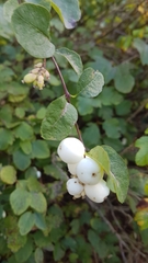 Symphoricarpos