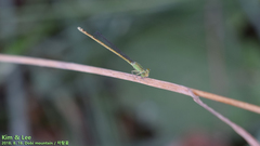 Paracercion hieroglyphicum