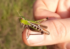 Stenobothrus lineatus