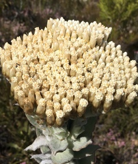 Syncarpha milleflora