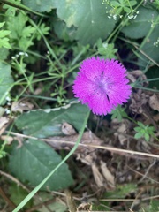 Dianthus seguieri