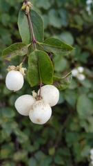 Symphoricarpos