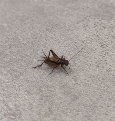 Allonemobius maculatus