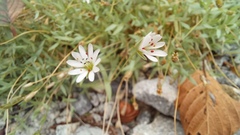 Stellaria dahurica