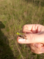 Stenobothrus lineatus