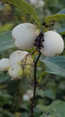 Symphoricarpos
