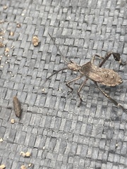 Leptoglossus oppositus