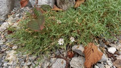 Stellaria dahurica