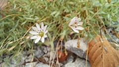 Stellaria dahurica