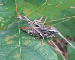 Platycleis albopunctata