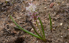 Lachenalia contaminata