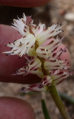 Lachenalia contaminata