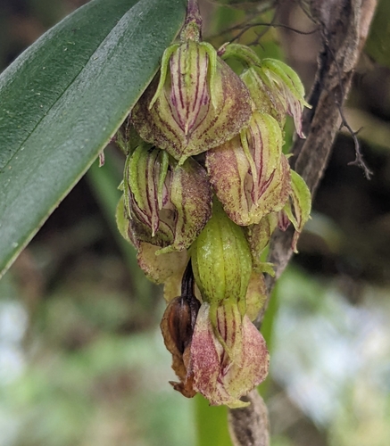 Bulbophyllum bisetum Lindl. 2