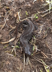Triturus cristatus