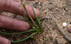 Lachenalia contaminata