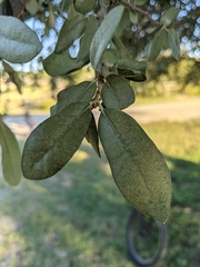 Quercus fusiformis