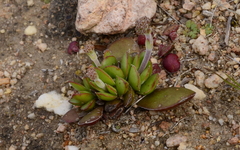 Crassula nudicaulis