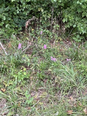 Physostegia virginiana