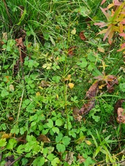 Alisma plantago-aquatica