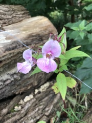 Impatiens glandulifera
