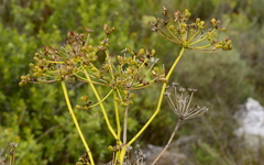 Anginon difforme