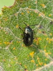 Phratora
