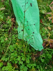 Alisma plantago-aquatica