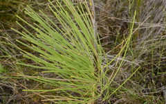 Anginon difforme