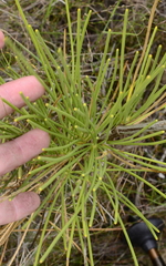 Anginon difforme