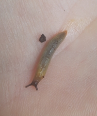 Arion intermedius