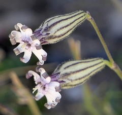 Silene ciliata