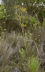 Anginon difforme