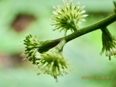 Rhynchospermum verticillatum