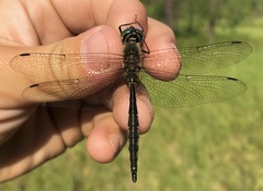 Somatochlora flavomaculata