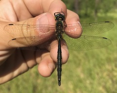 Somatochlora flavomaculata