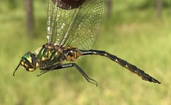 Somatochlora flavomaculata